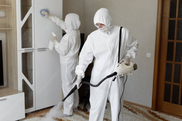 Best Certified Mold Removal  in Stockbridge, MI